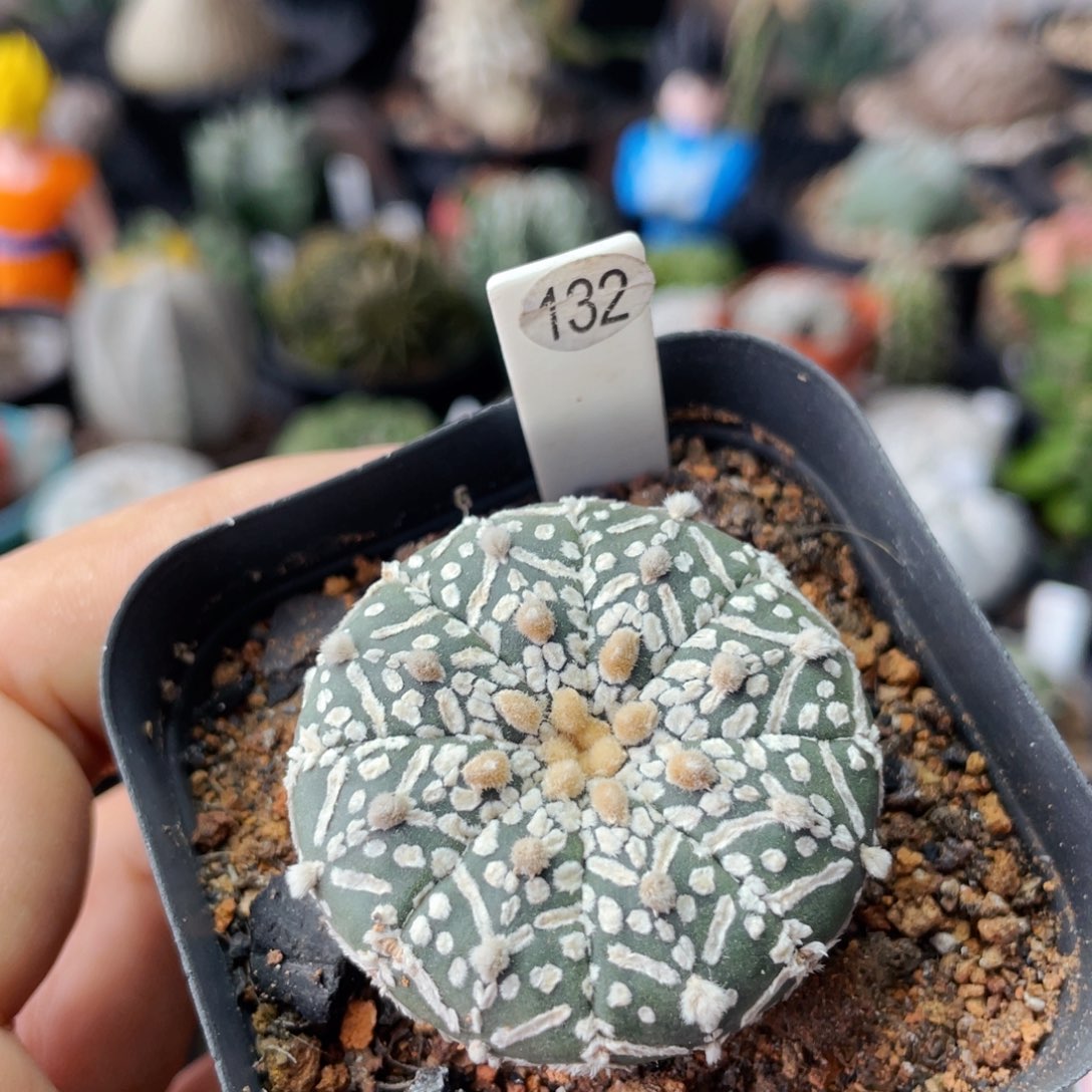 仙人球满28包邮盆口径5公分v兜