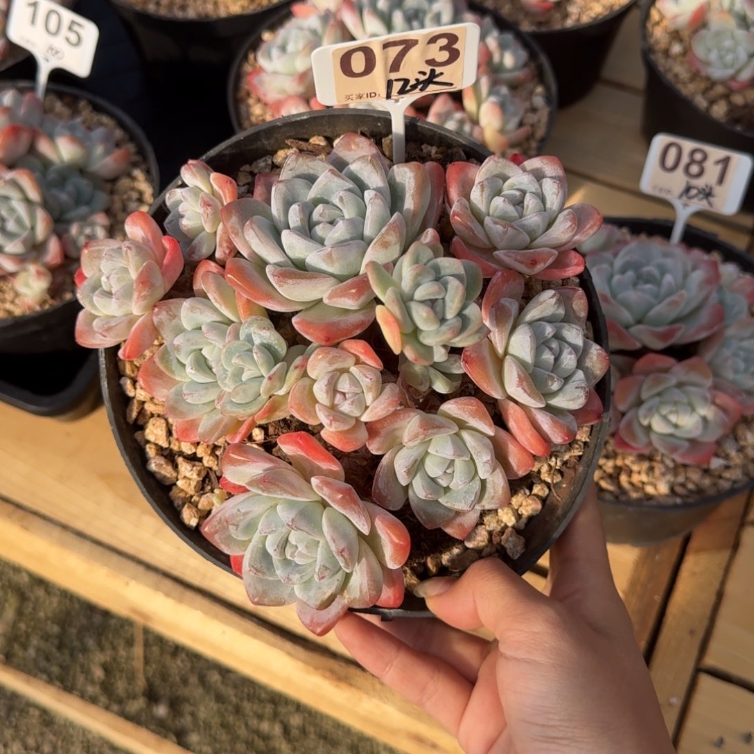 一***新073号冰玉老桩12头