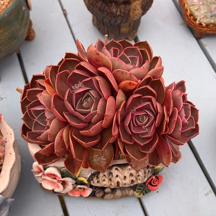 红灯杂 20公分 不带盆