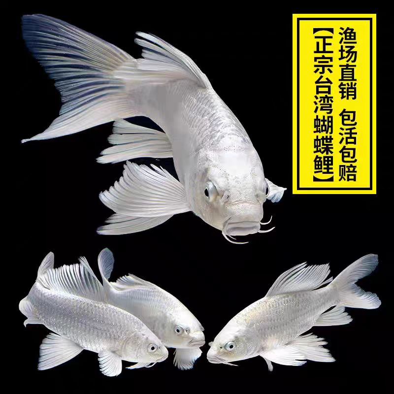 精品普身白金蝴蝶鲤