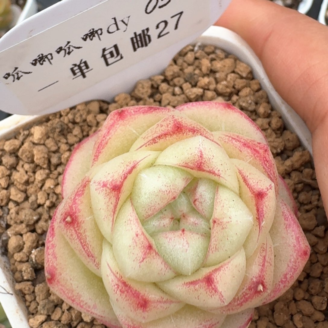 0314-027-明珠单头