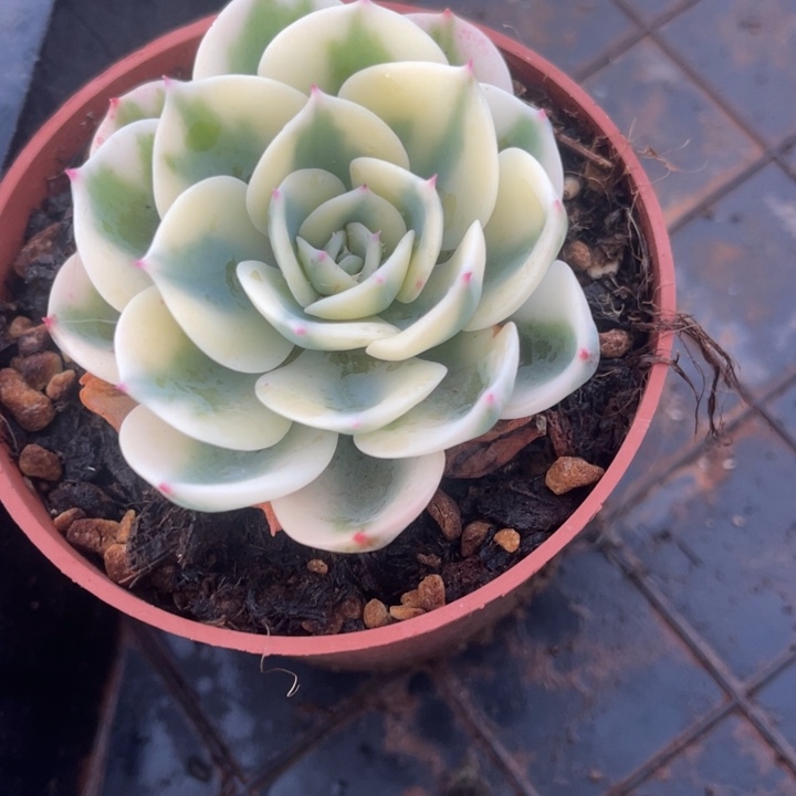 秋可园艺 玉蝶锦锦