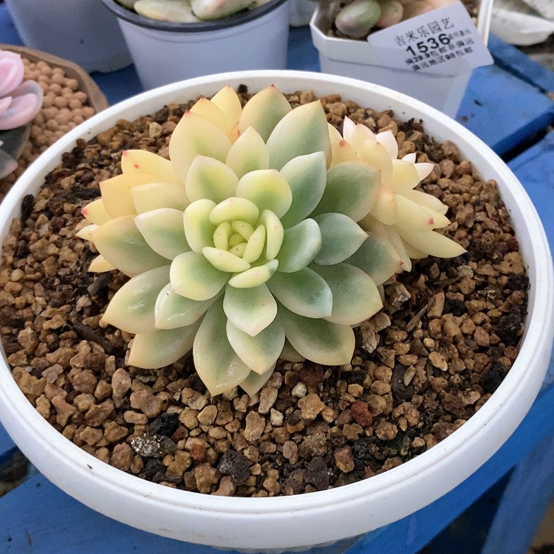 梦露锦多肉植物哇啦塞哇啦塞