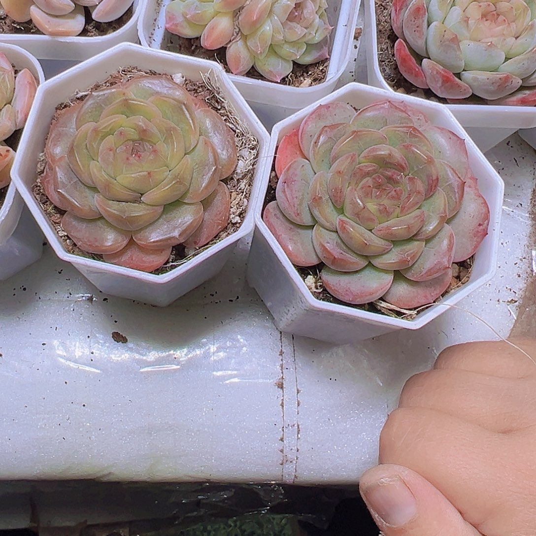 糖葫芦19包邮多肉植物