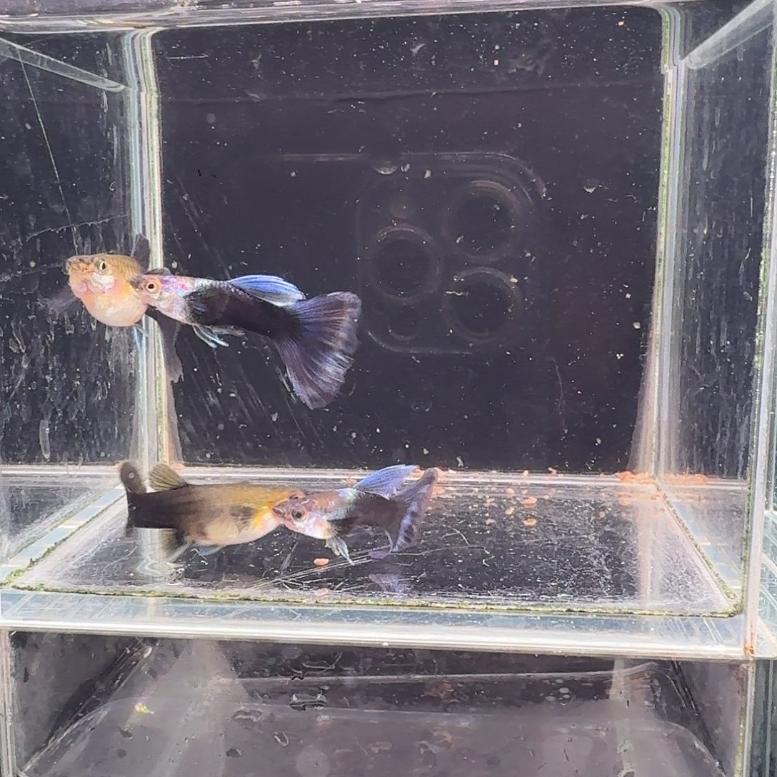 林***录海水鱼蓝礼服4条孔雀鱼