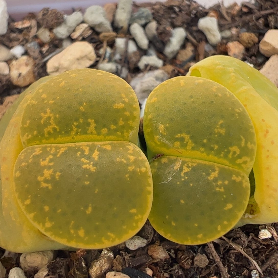 果冻弁天多肉植物百科