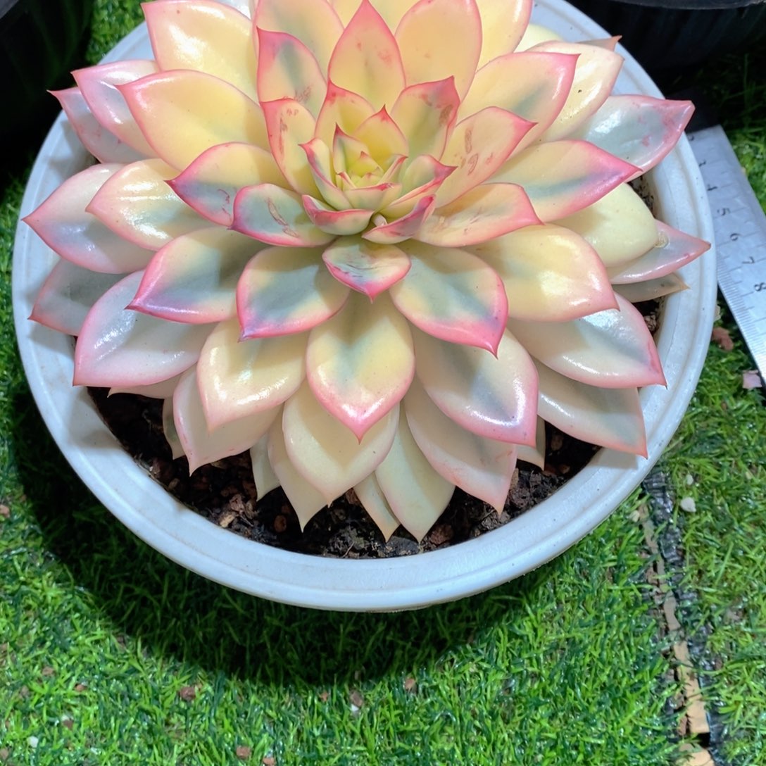 迁***生月光女神锦多肉植物老桩
