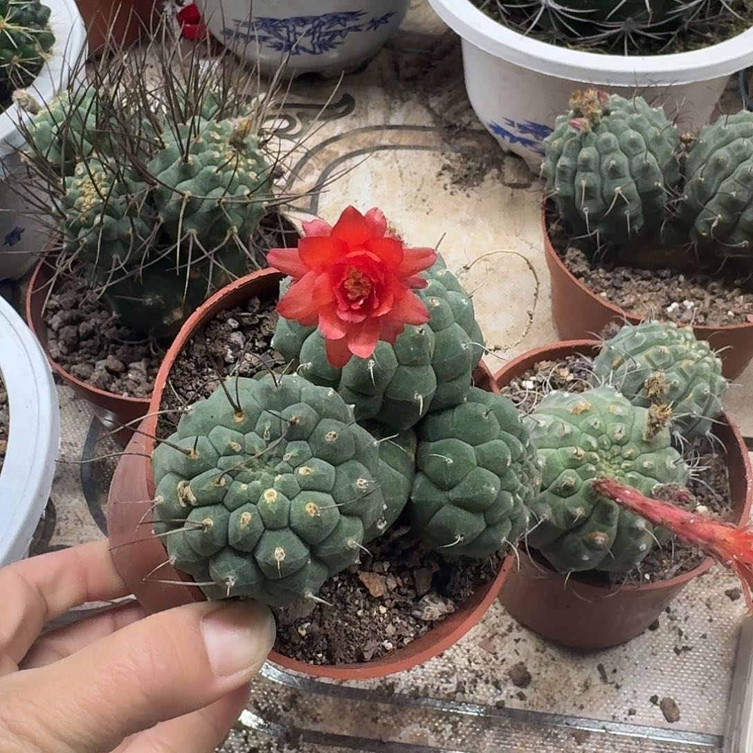 寒***雪无花朵奇香玉哈哈哈哈哈哈哈哈