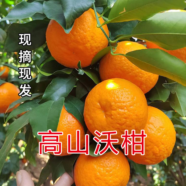 重庆高山沃柑当季新鲜水果皮薄多汁现摘现发5/9斤装
