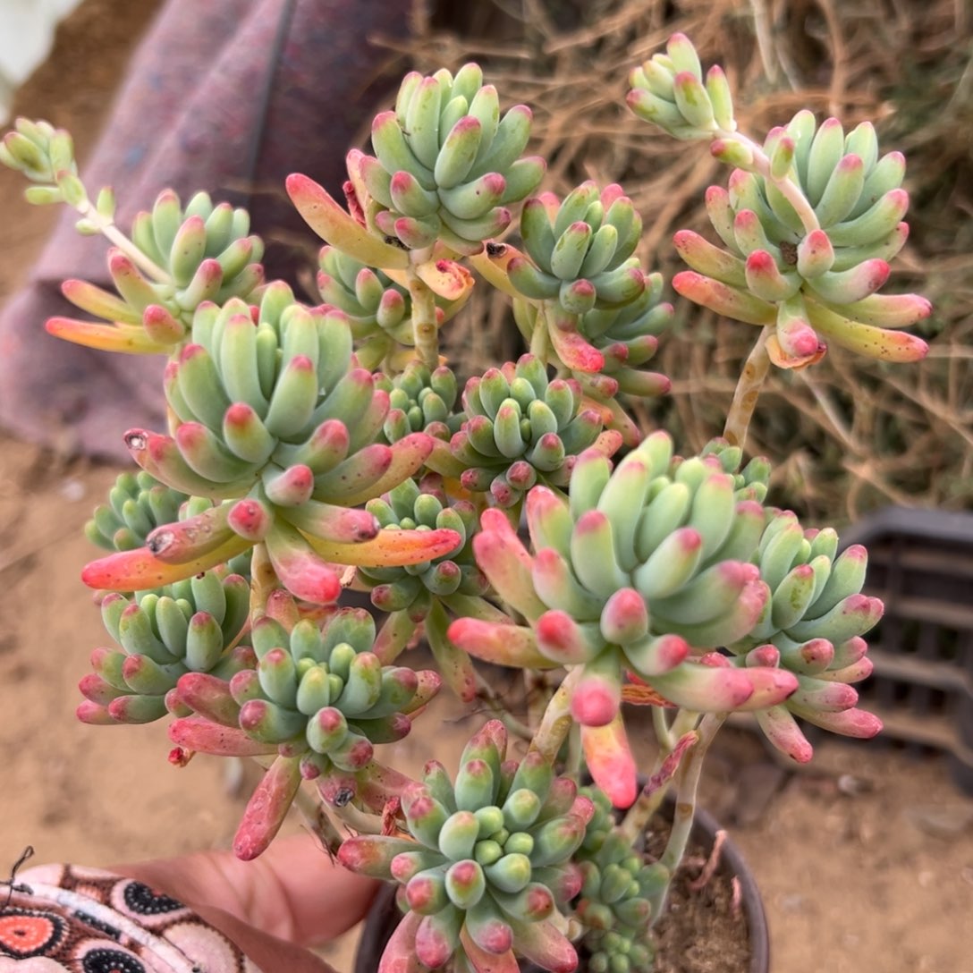 多肉植物果冻乙女心