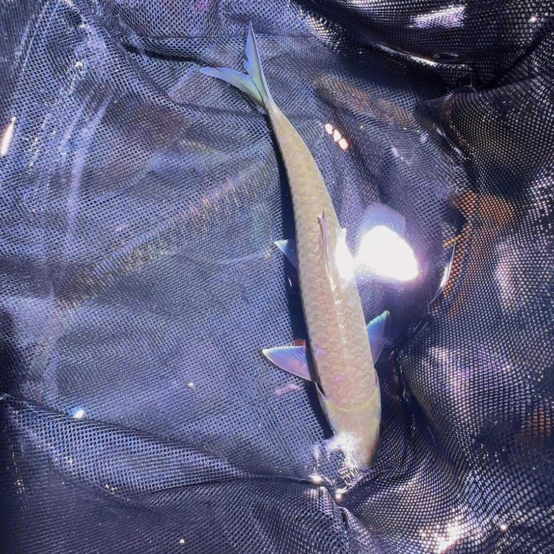 吉罗鱼一线金。       