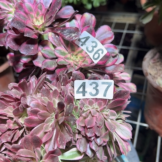 w****多肉植物两个有伤436.437