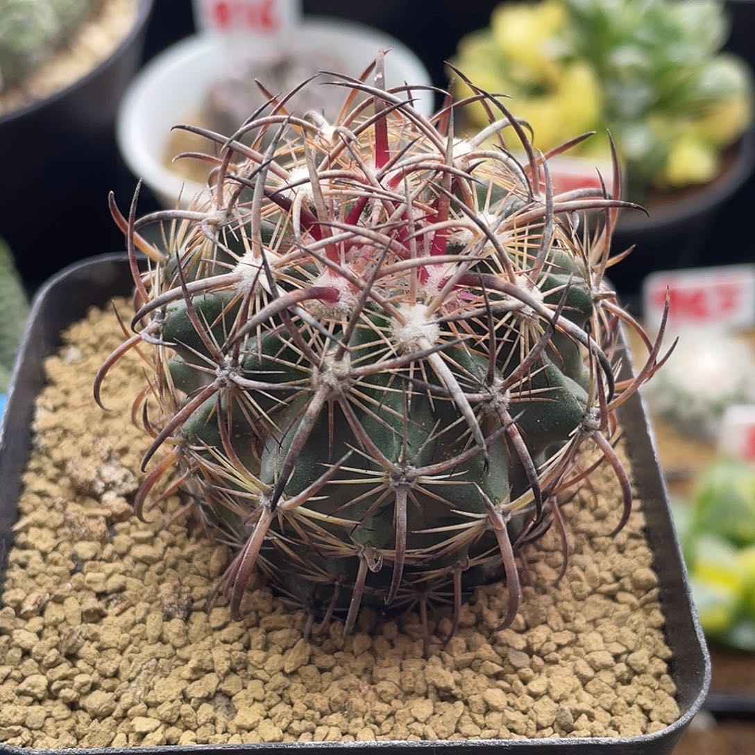 实生美刺虎爪玉仙人球多肉