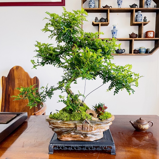 【S弯游龙清香木】胡椒木盆景室内好养四季常青可净化空气的绿植