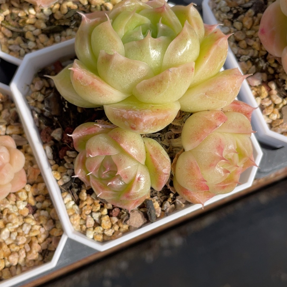 S优选麦杆群生不包整1855