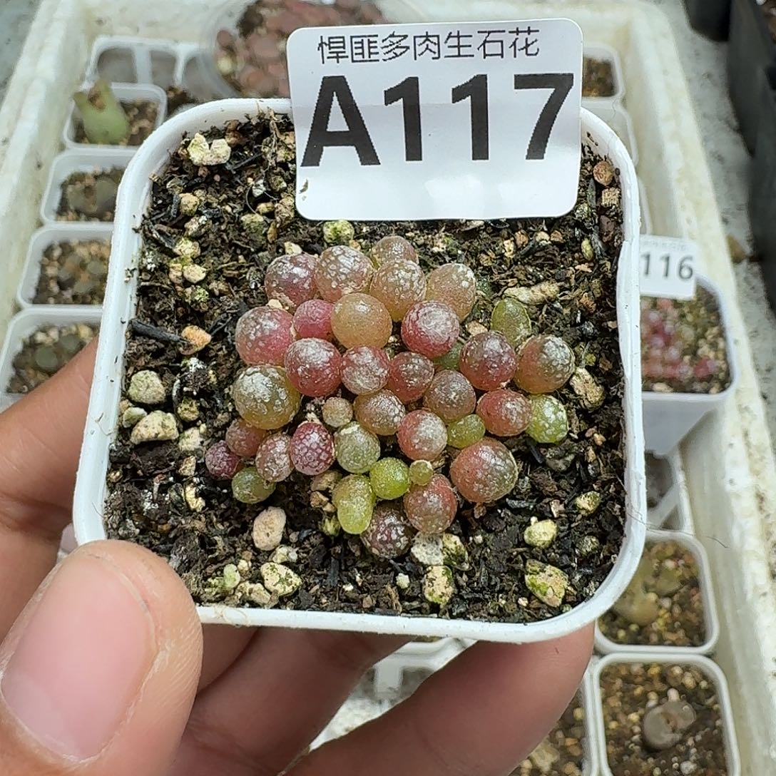 117多肉植物多肉植物