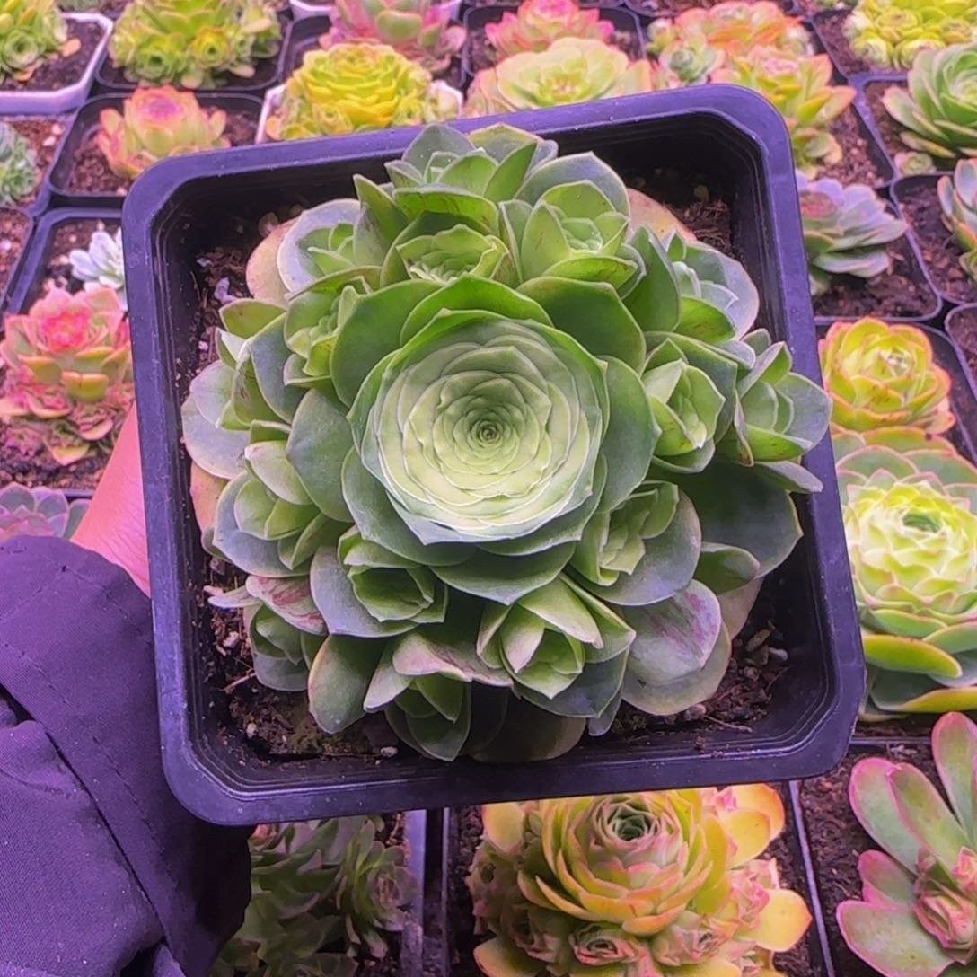 福利玫瑰13434343565353573