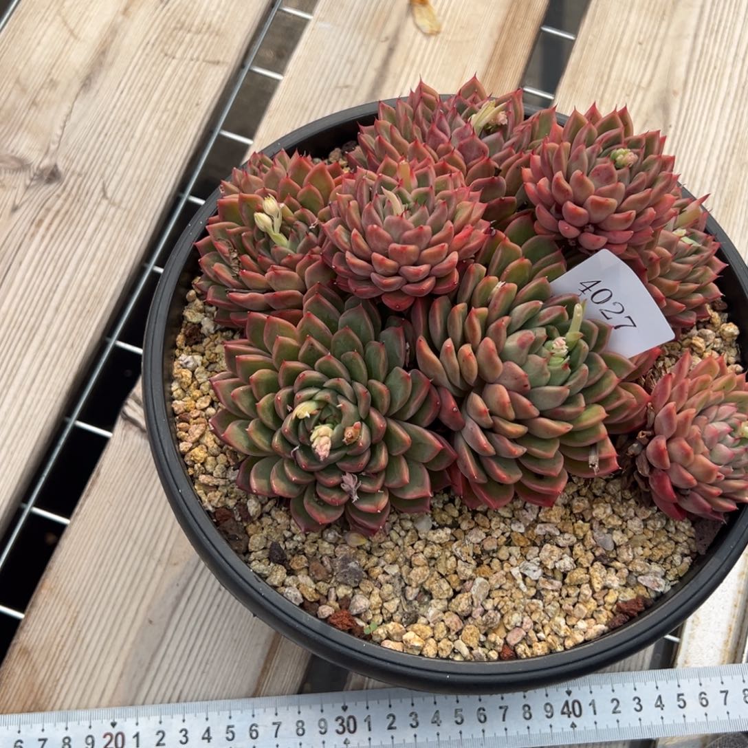 年**狂4027岁肉多多多多多多