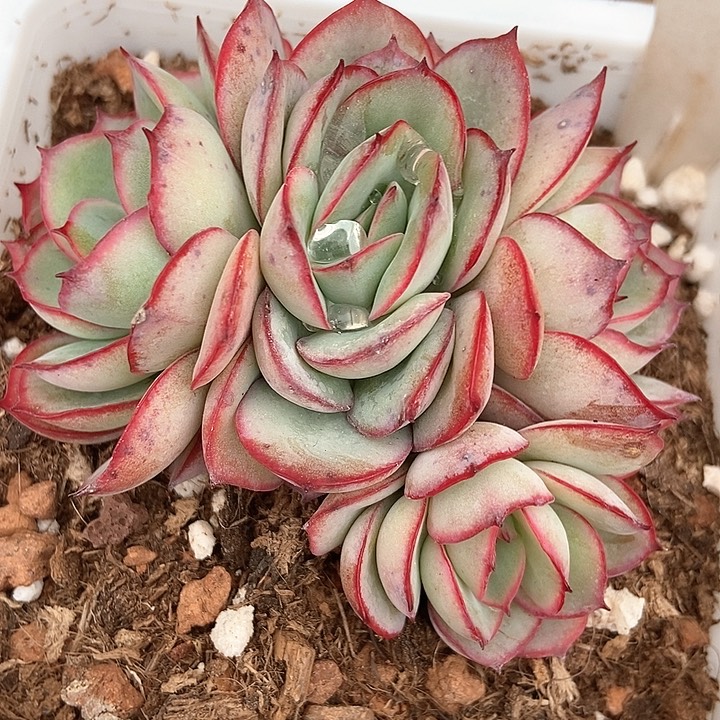 多肉植物牡丹亭968