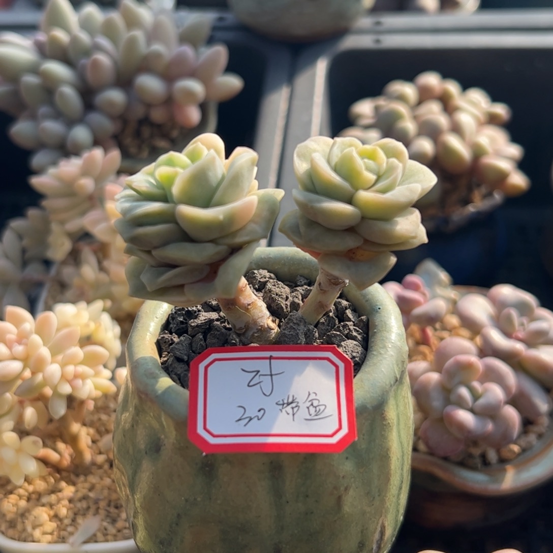 多肉植物多肉植物