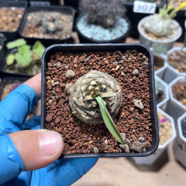 389铁甲丸菠萝球