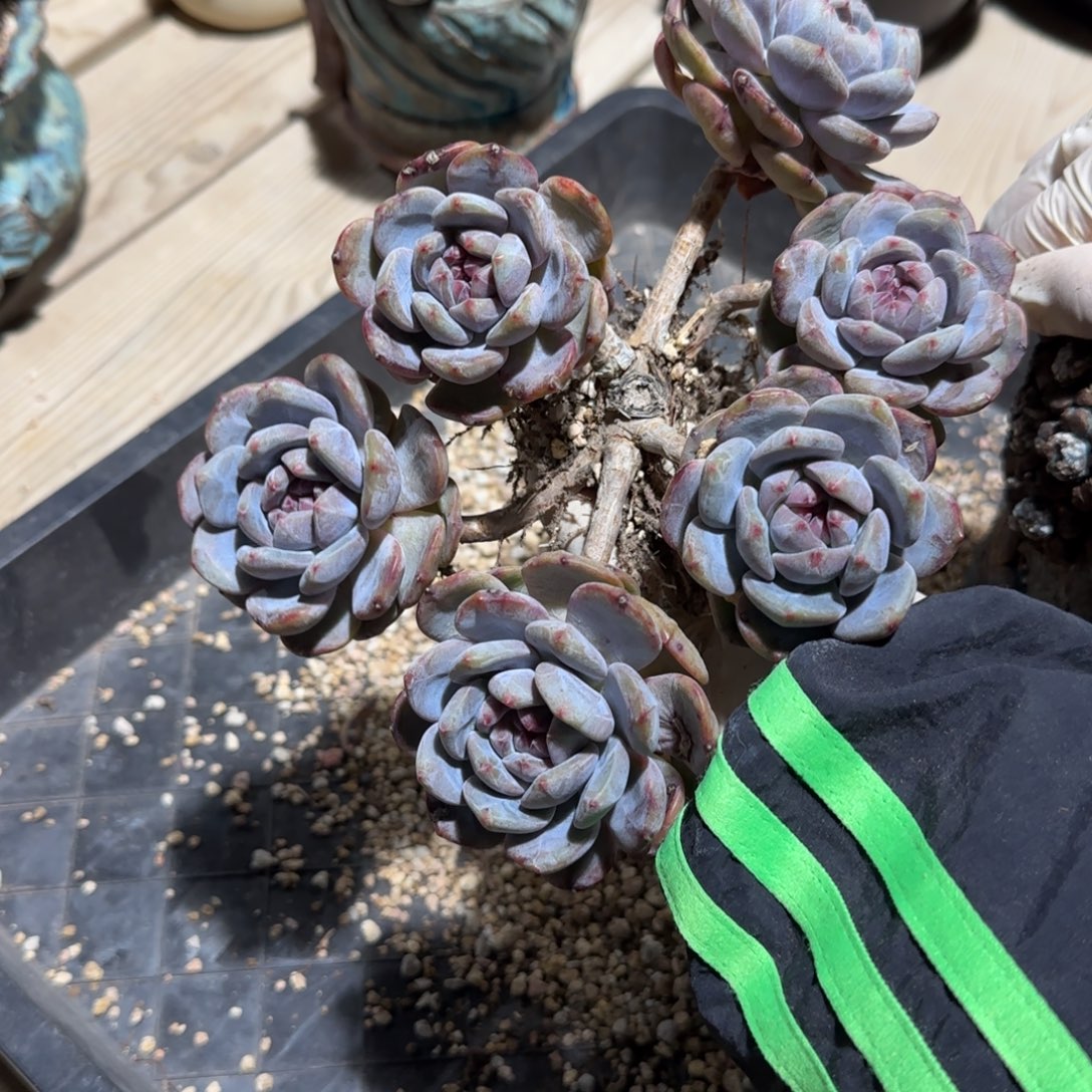 突尼斯发货多肉星影有砍