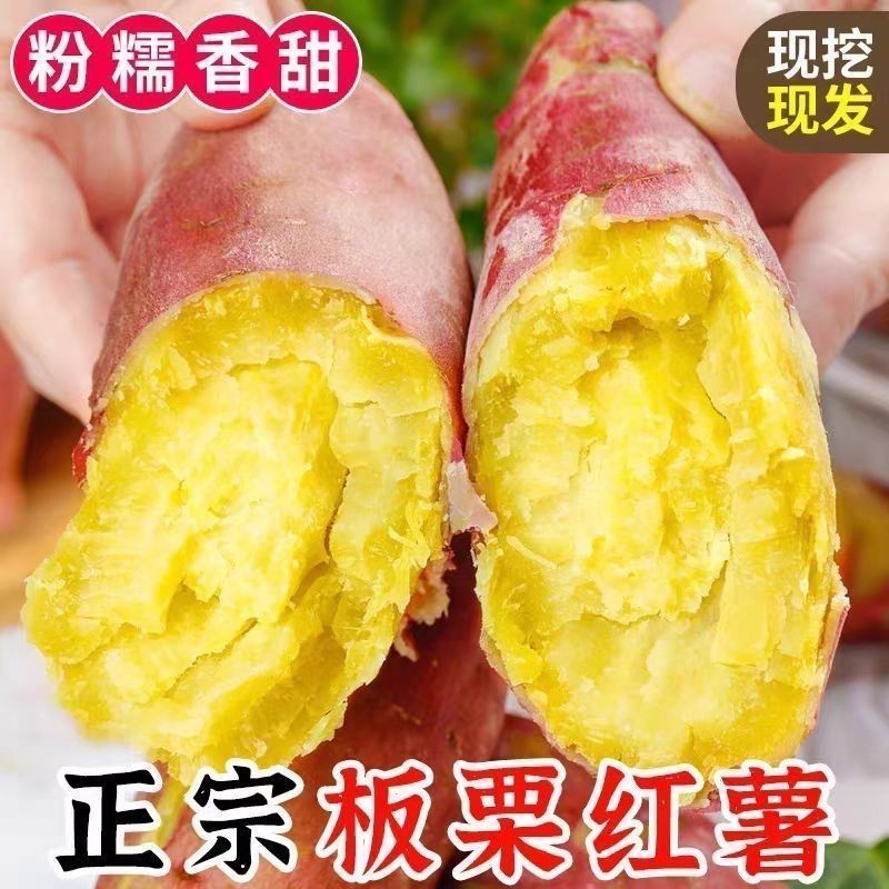 沙地板栗红薯秦薯5号新鲜现挖山西黄河地瓜蜜薯沙地番黄心香薯
