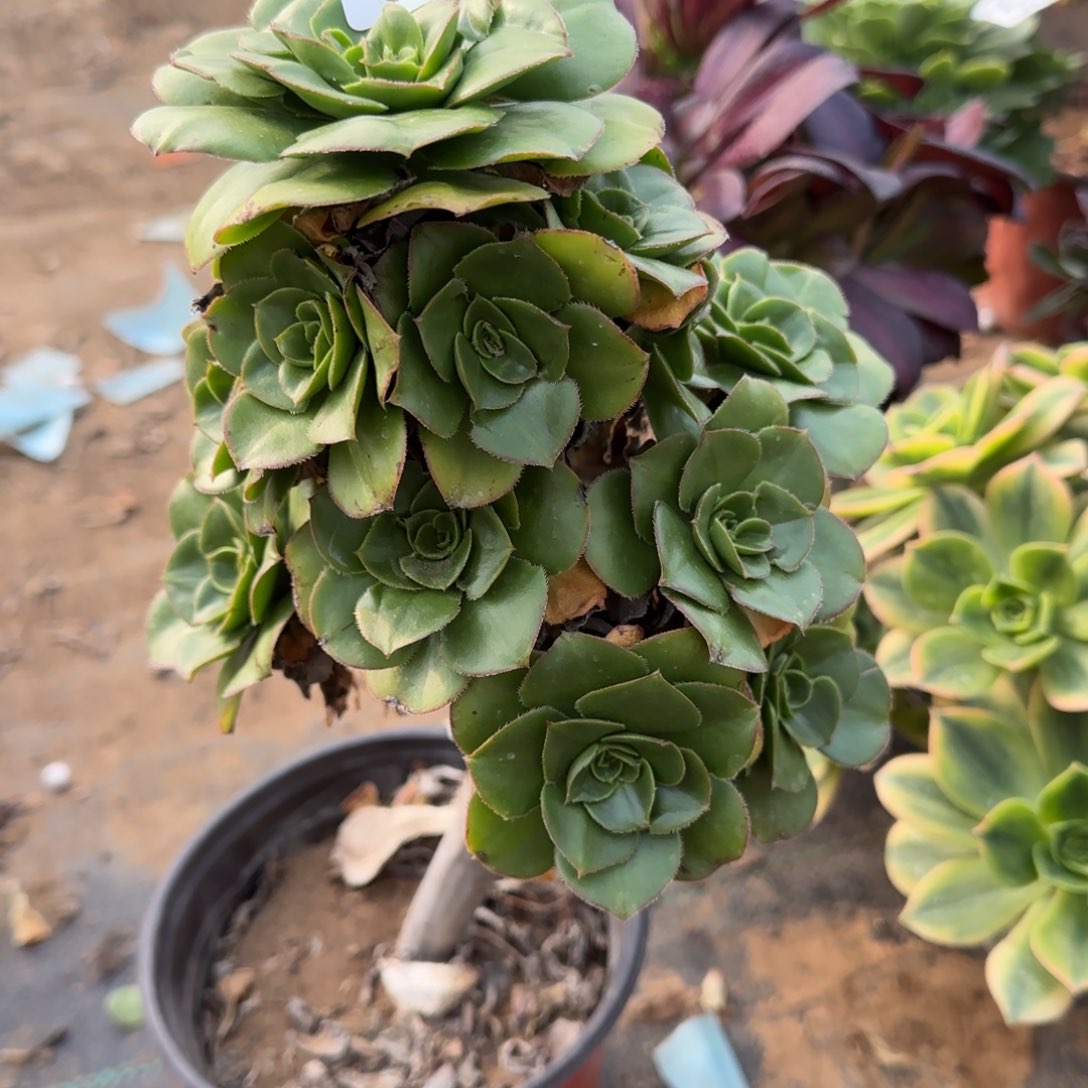 绿玫瑰多肉660满28包邮断枝不包