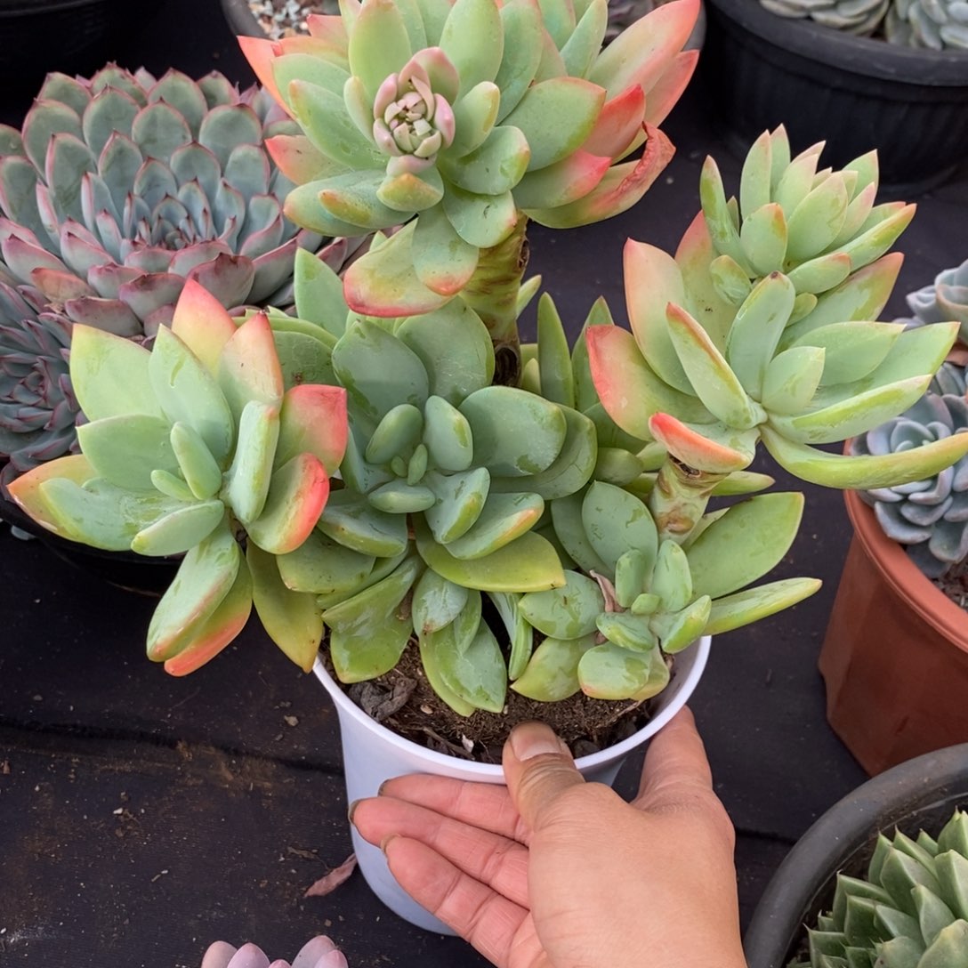 两单包邮1115-芒果美人