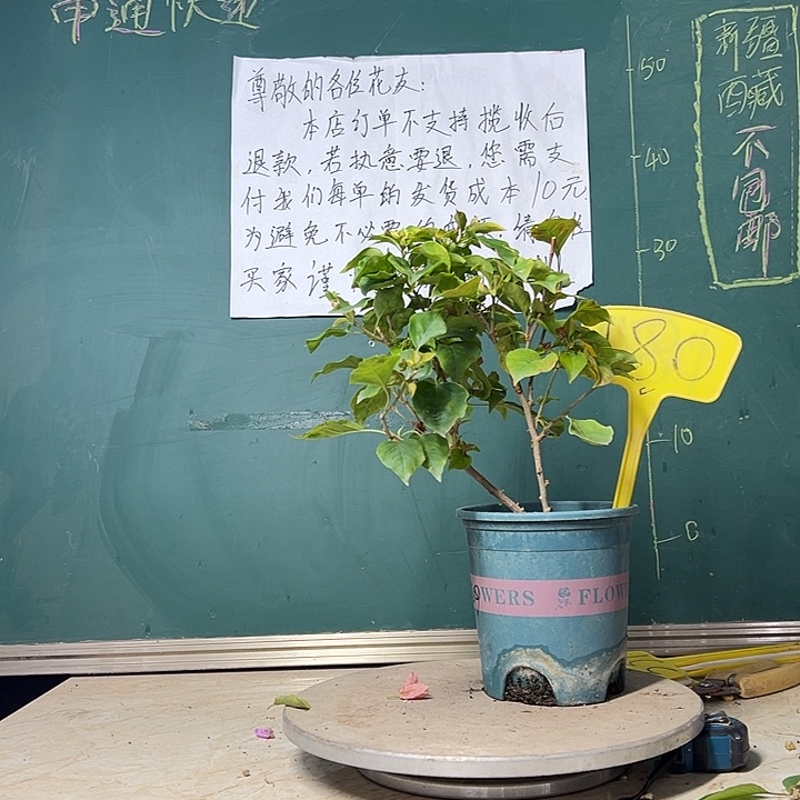 当前无花栽培后可以开花福利 红九月 180