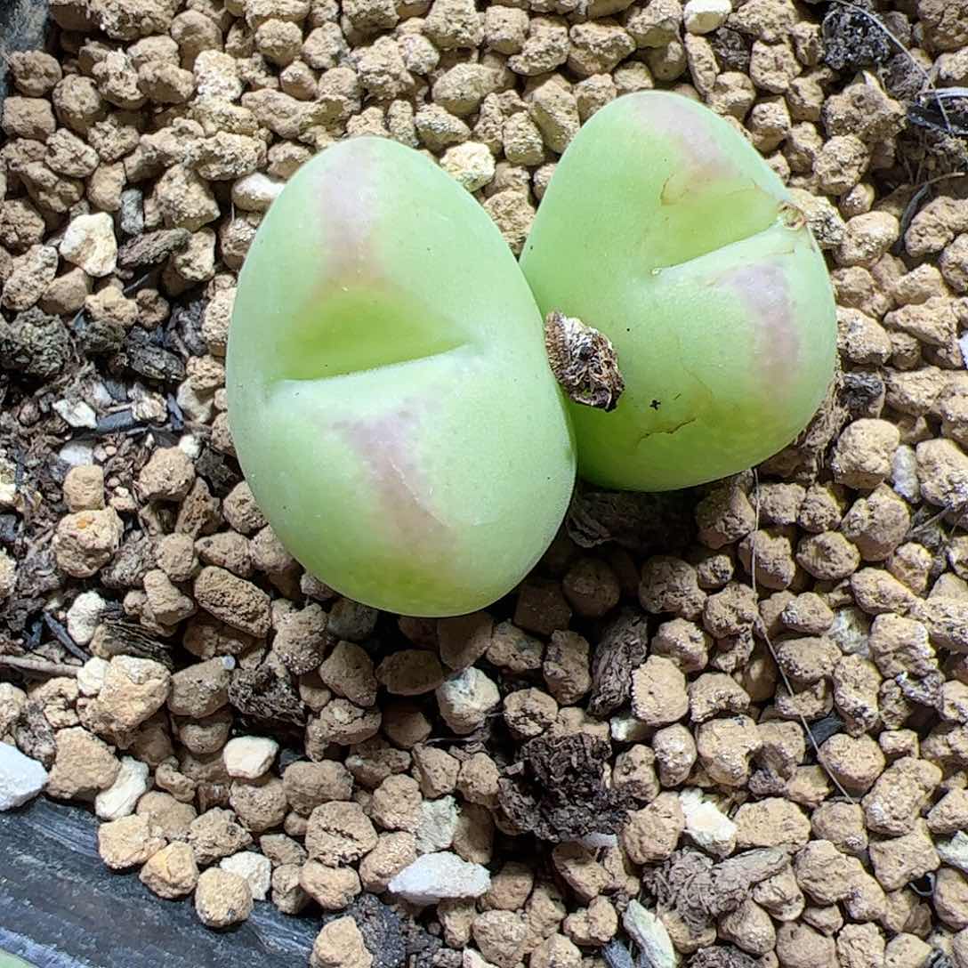 【闪购商品】81 少将杂