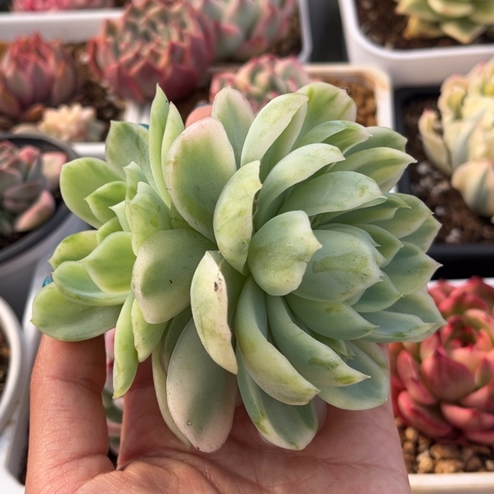 贝瑞锦双头一颗价格