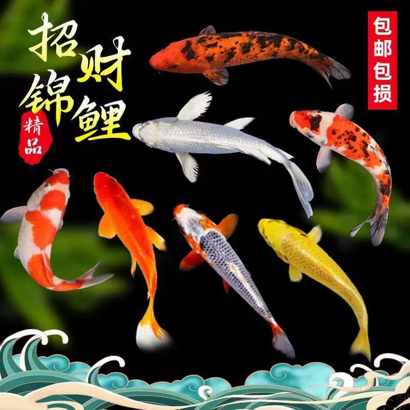 红色牌锦鲤专属链接钻石彩虹鲫