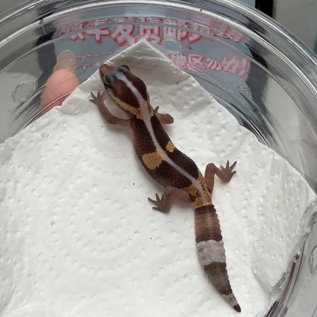 肥尾守宫零隐幽灵奥利奥焦糖无纹公温