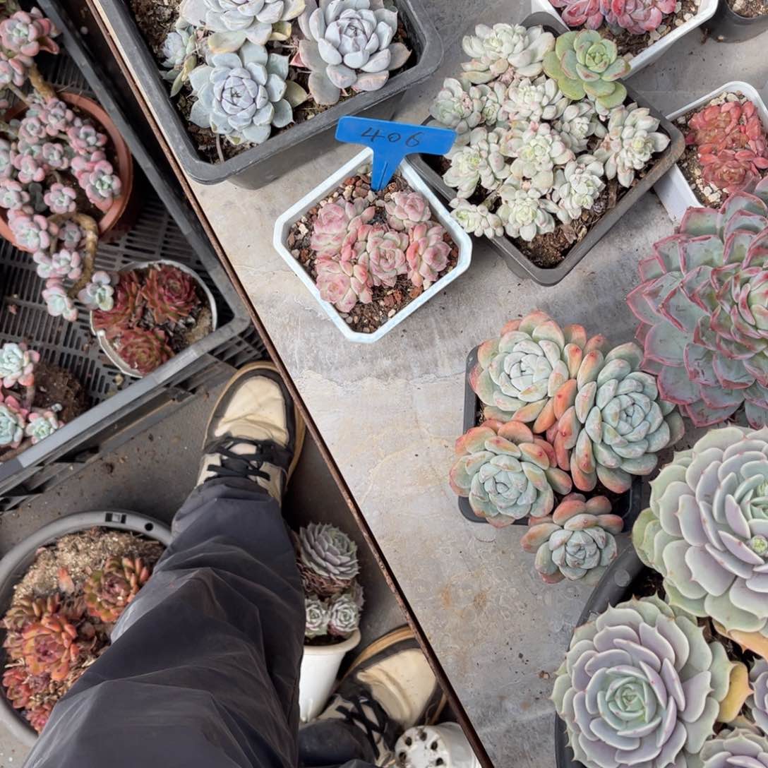 不*°406粉色可爱多肉