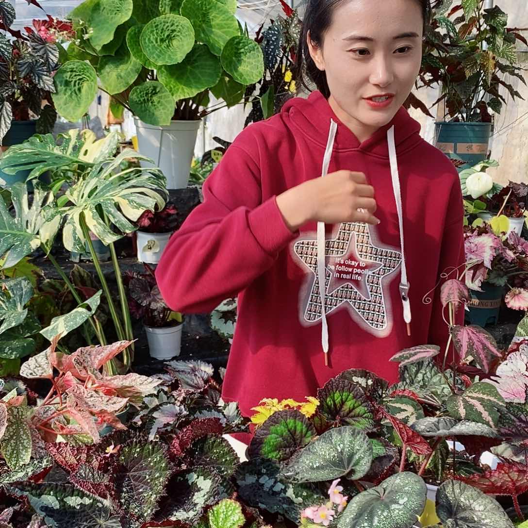 不开花植物秋海棠734
