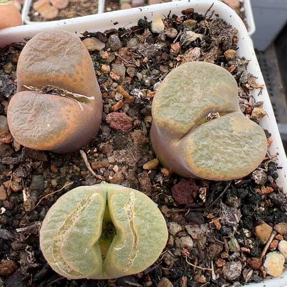 2.5好看的多肉611