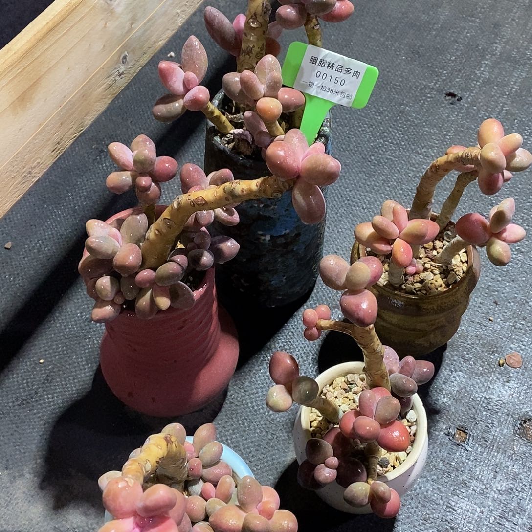 妙***言00150啊烤鱼了咯想我哦哦