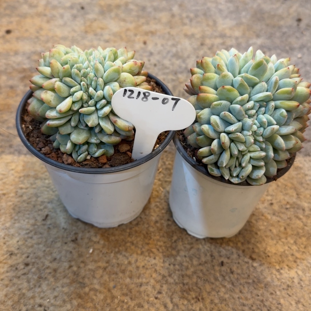 一***o1218-07星影缀化小两颗带盆土发货