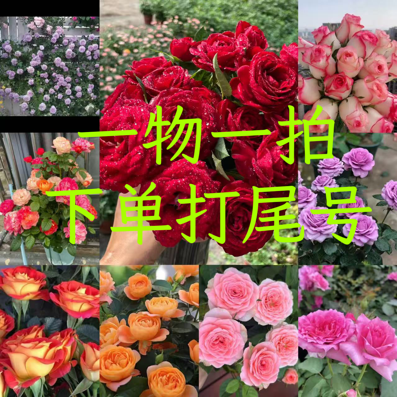 【一物一拍】多品种月季玫瑰四季开花盆栽地栽室内室外阳台庭院