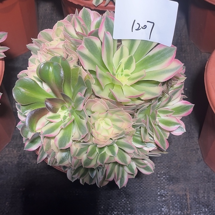 粉水晶多肉植物1207