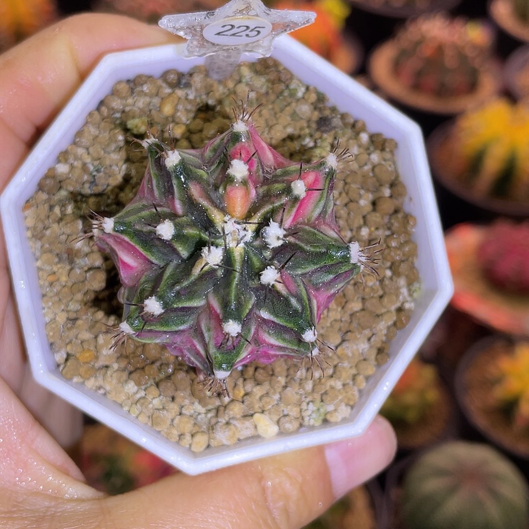 1-225米哈锦4厘米