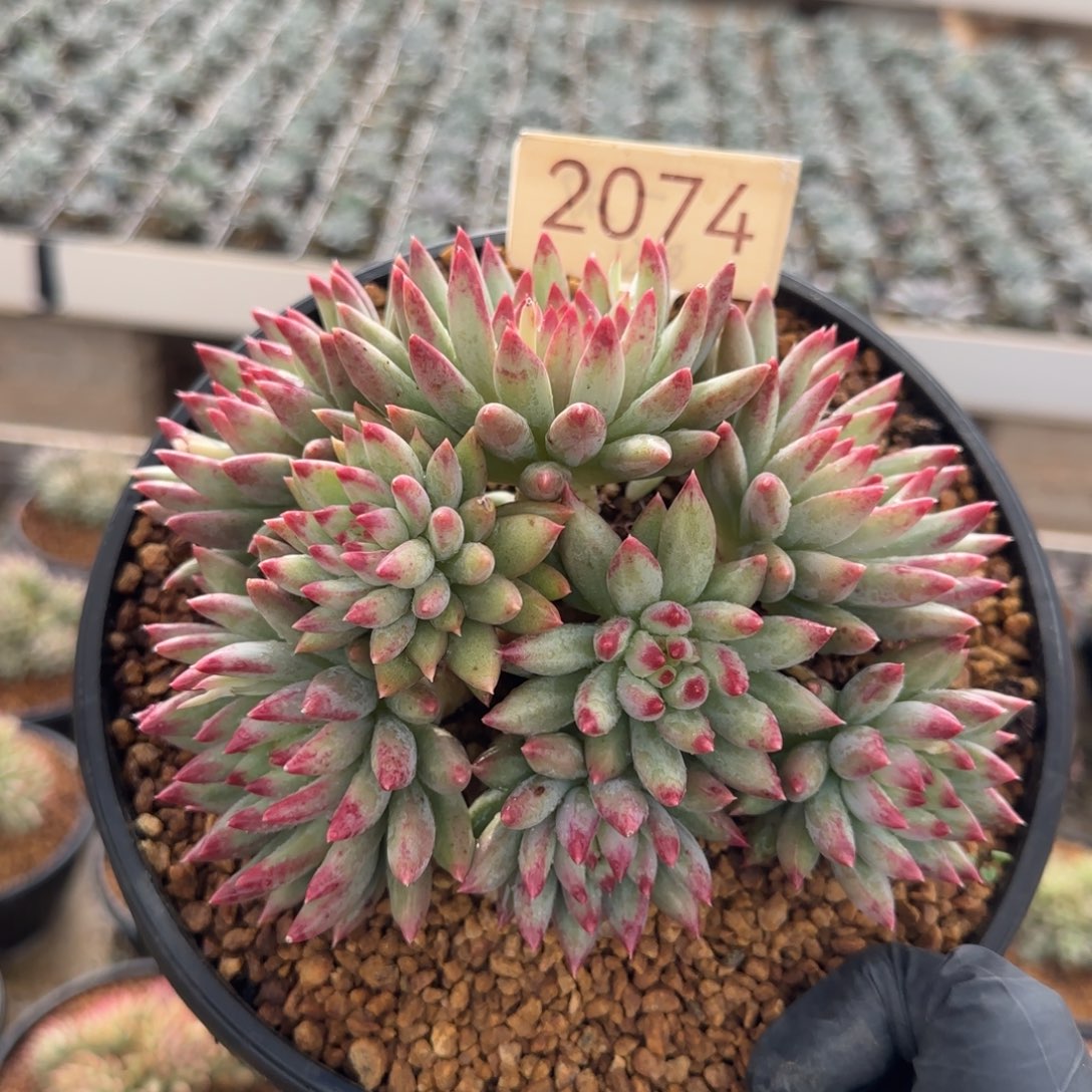 2074。      二代虞