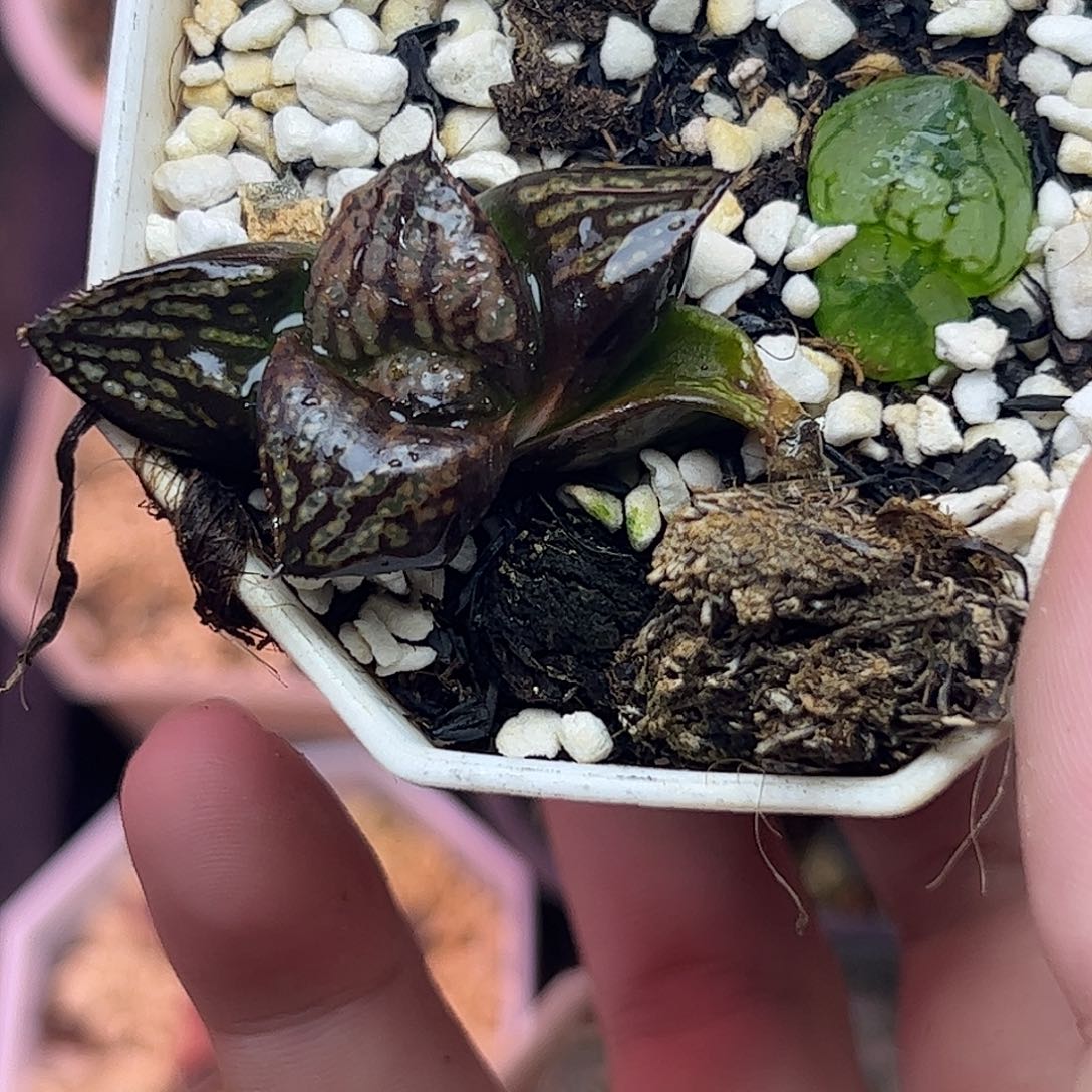 红唇寿➕虞美人虞美人虞美人