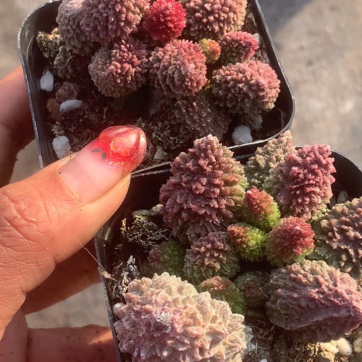朱子玉。（满9.99包邮不满9.99发叶子）