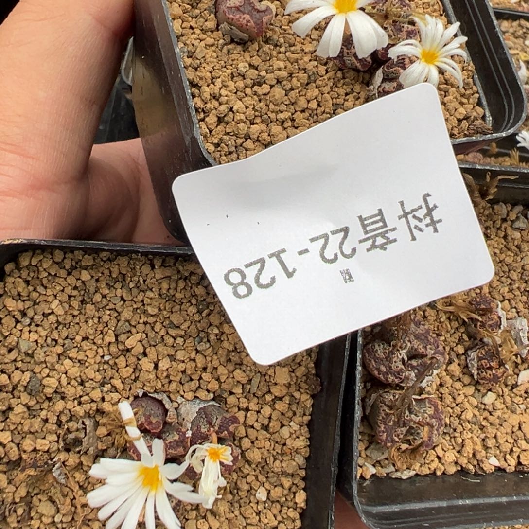 22-128肉锥多肉植物