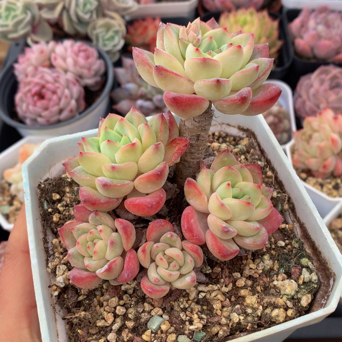 精控轰动一物一拍