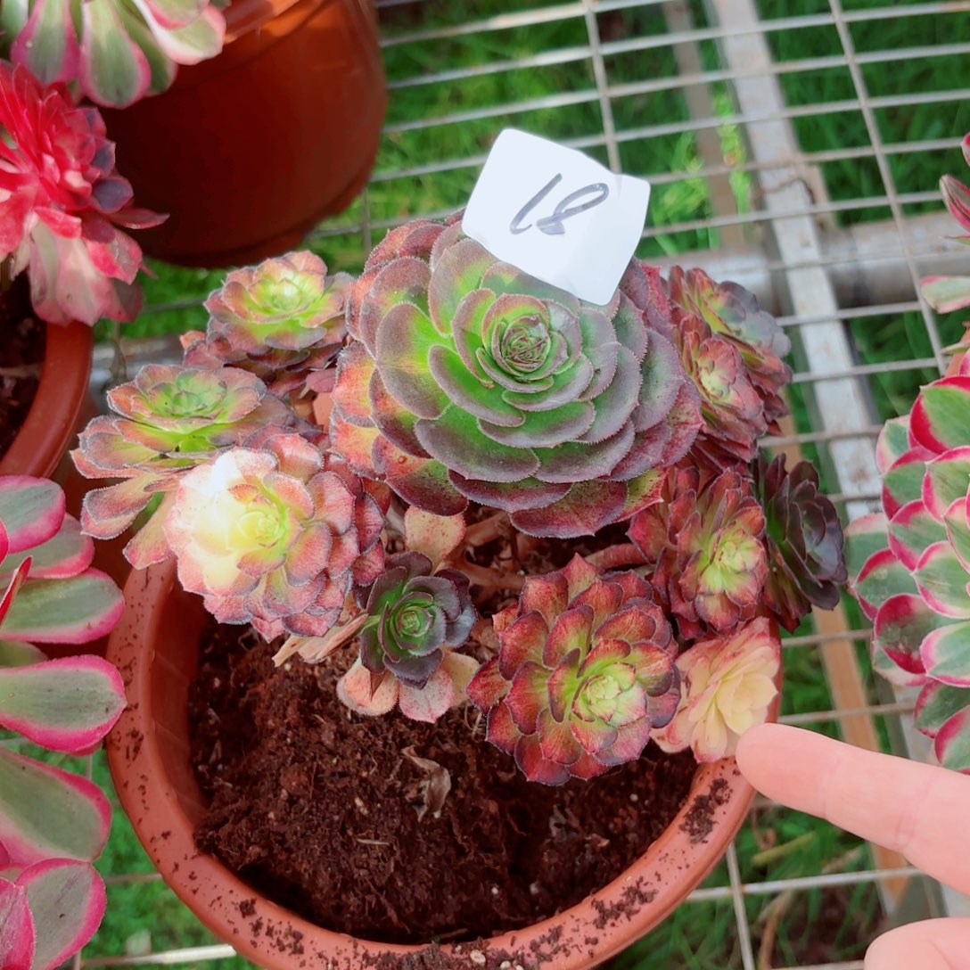 一物一拍多肉法师18