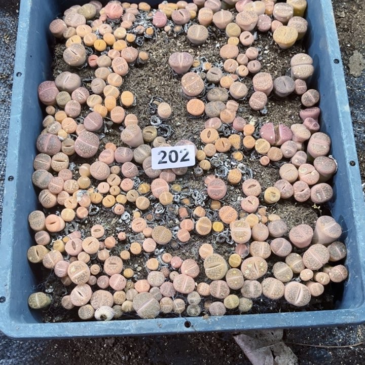 202 生石花一物一图如图带框