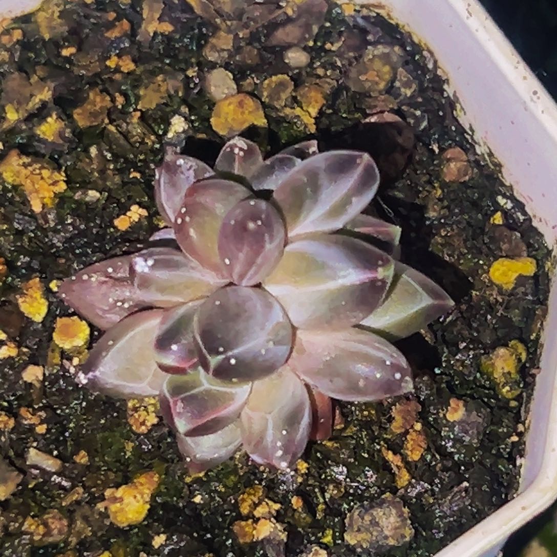 桔云多肉美人精品系列